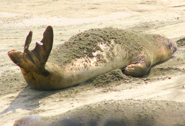 Elephant-seals-Road-trip-California-Seals
