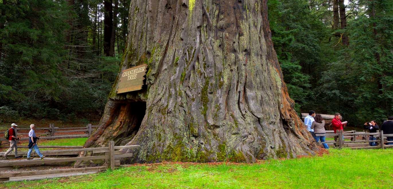 See-Tall-Trees-at-Redwoods-State-and-National-Parks
