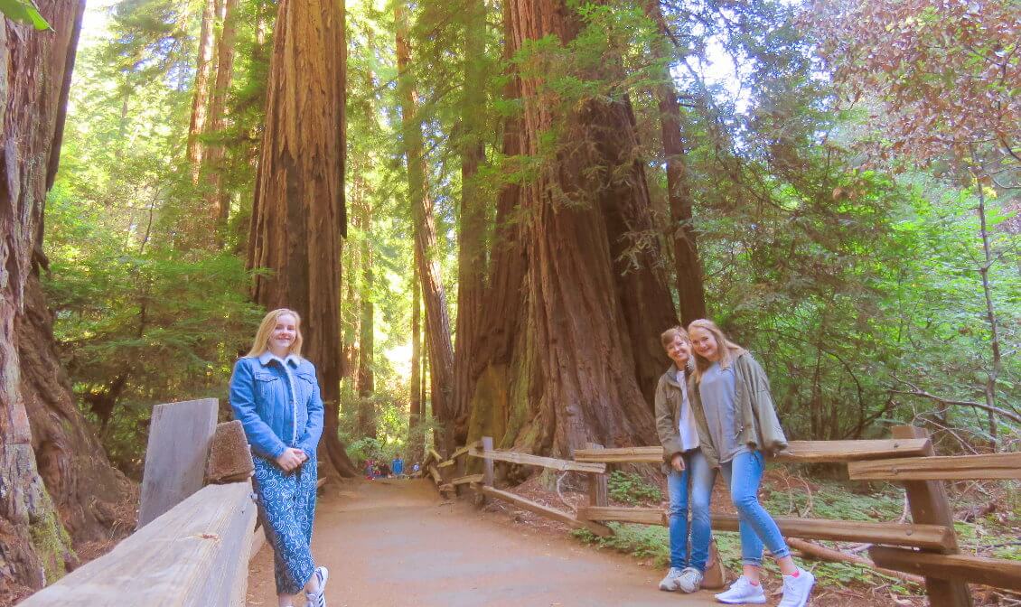 day_custom_tours_to_muir_woods_national_forst_of_giant_redwoods_and_sausalito