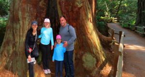 giant-redwoods-park-muir-woods-x-