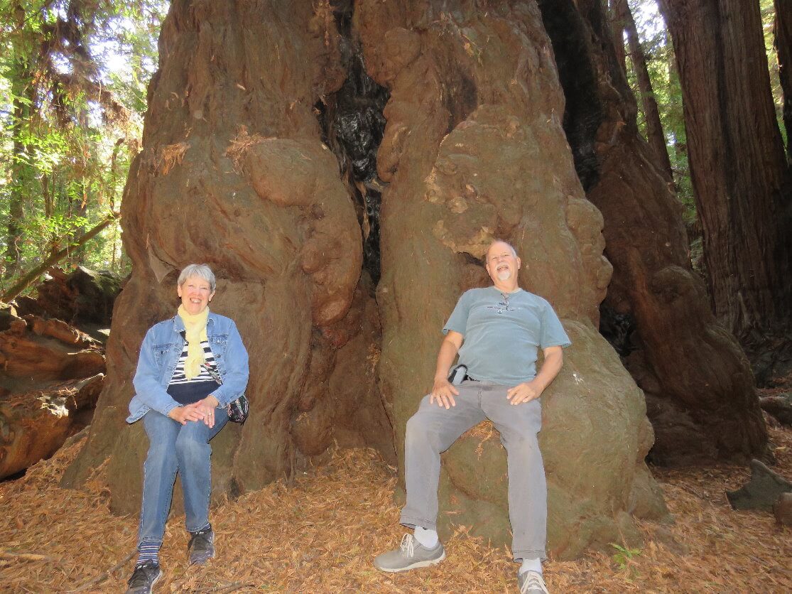 henry_cowell_redwoods_state_park_tour_from_silicon_valley