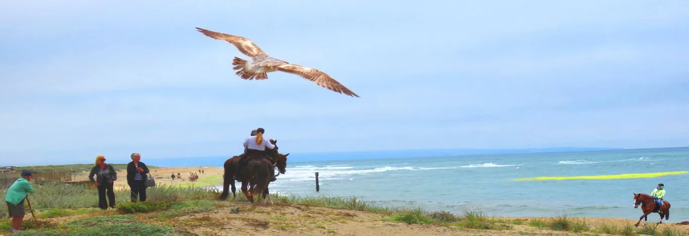 horseback-tour-on-the-beach-near-san-francisco-bay-area-banner