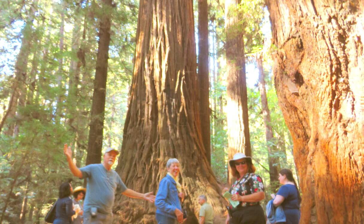 redwoods_park_tours_from_silicon_valley