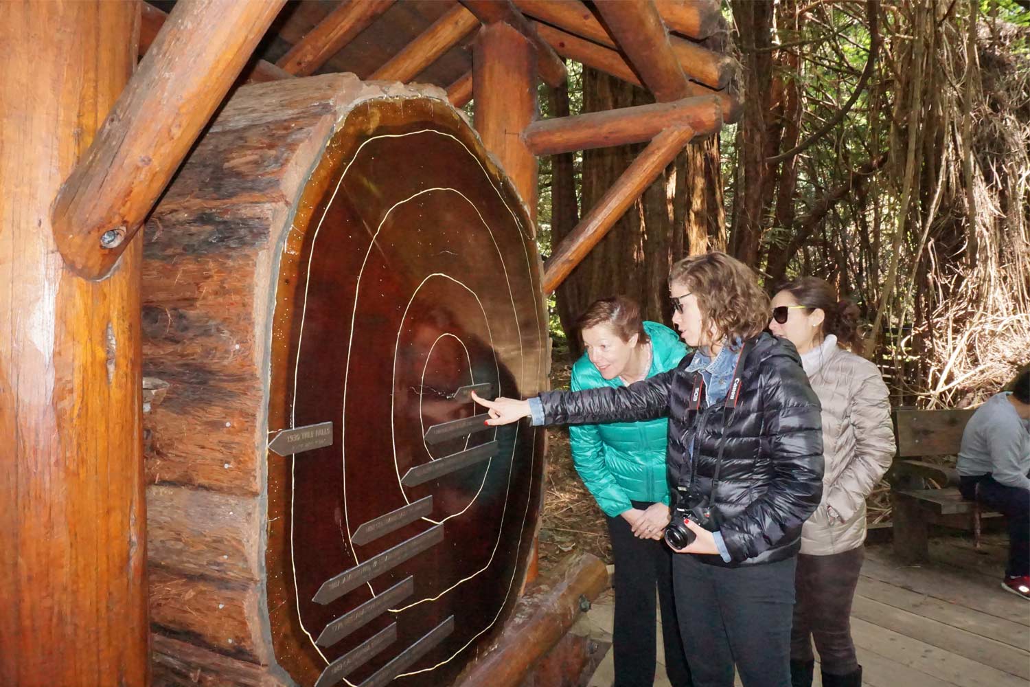 サンフランシスコからセコイアとサウサリートのミュアウッズ公園への日帰り旅行